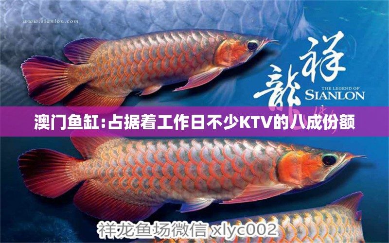 澳门鱼缸:占据着工作日不少KTV的八成份额