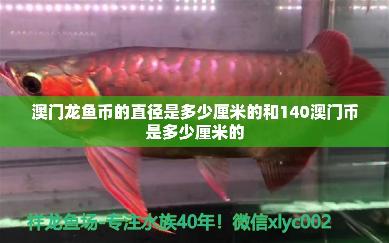 澳门龙鱼币的直径是多少厘米的和140澳门币是多少厘米的 金三间鱼