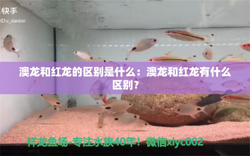 澳龙和红龙的区别是什么：澳龙和红龙有什么区别？