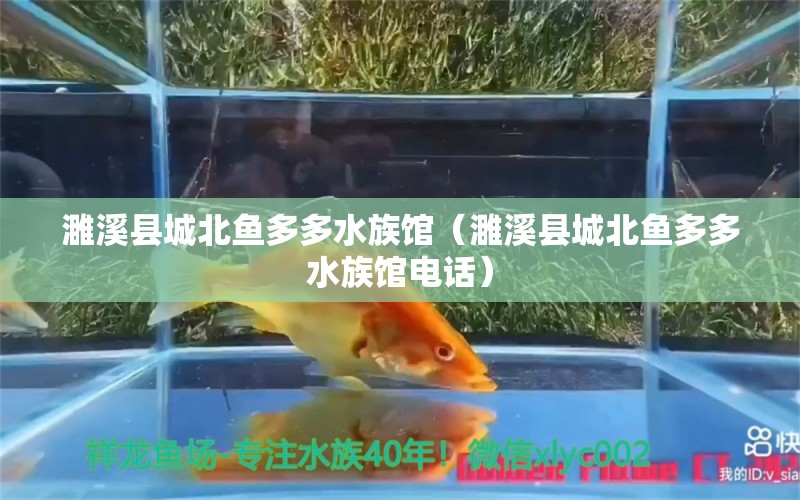 濉溪县城北鱼多多水族馆（濉溪县城北鱼多多水族馆电话） 全国水族馆企业名录