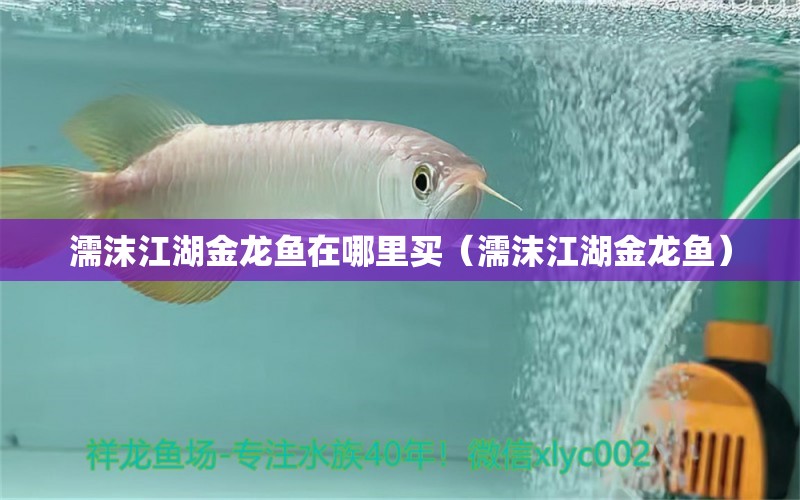 濡沫江湖金龙鱼在哪里买（濡沫江湖金龙鱼）