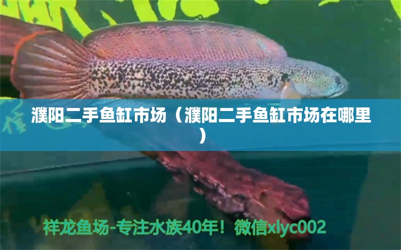 濮阳二手鱼缸市场（濮阳二手鱼缸市场在哪里） 祥龙水族医院