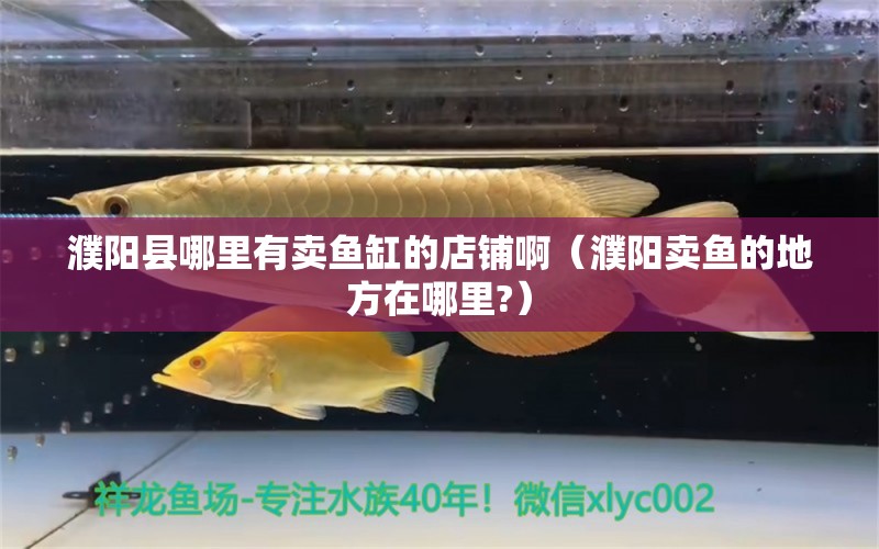 濮阳县哪里有卖鱼缸的店铺啊（濮阳卖鱼的地方在哪里?）