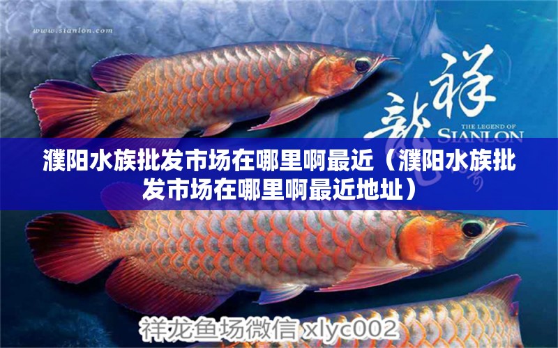 濮阳水族批发市场在哪里啊最近（濮阳水族批发市场在哪里啊最近地址） 观赏鱼水族批发市场