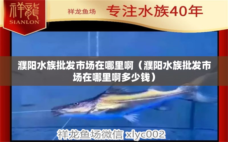 濮阳水族批发市场在哪里啊（濮阳水族批发市场在哪里啊多少钱） 观赏鱼水族批发市场