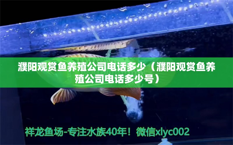 濮阳观赏鱼养殖公司电话多少（濮阳观赏鱼养殖公司电话多少号） 祥龙水族医院