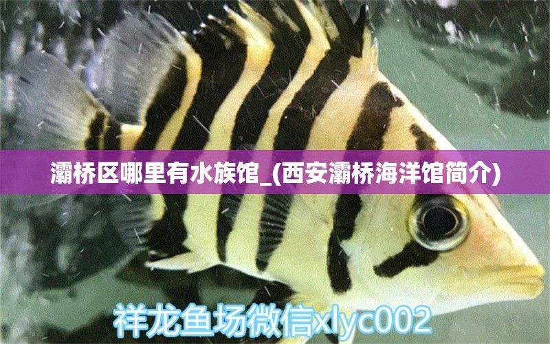 灞桥区哪里有水族馆_(西安灞桥海洋馆简介) 观赏鱼市场