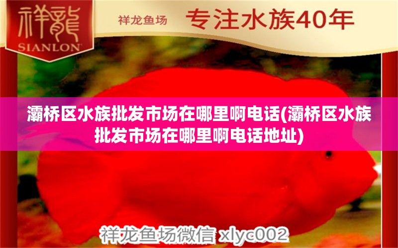 灞桥区水族批发市场在哪里啊电话(灞桥区水族批发市场在哪里啊电话地址) 观赏鱼水族批发市场