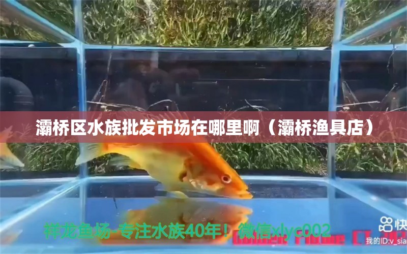 灞桥区水族批发市场在哪里啊（灞桥渔具店）