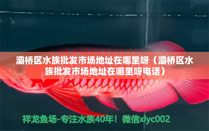 灞桥区水族批发市场地址在哪里呀（灞桥区水族批发市场地址在哪里呀电话） 观赏鱼水族批发市场