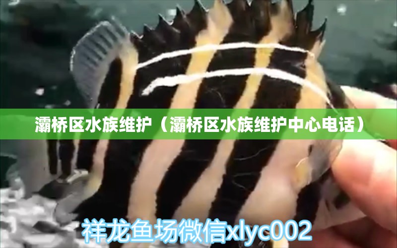 灞桥区水族维护（灞桥区水族维护中心电话）