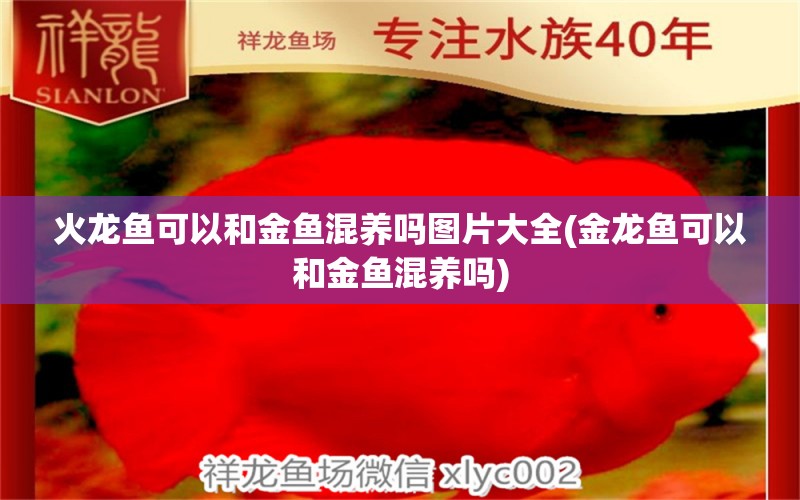 火龙鱼可以和金鱼混养吗图片大全(金龙鱼可以和金鱼混养吗) 黄金鸭嘴鱼 第1张