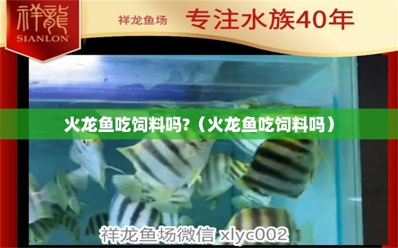 火龙鱼吃饲料吗?（火龙鱼吃饲料吗） 祥龙水族医院