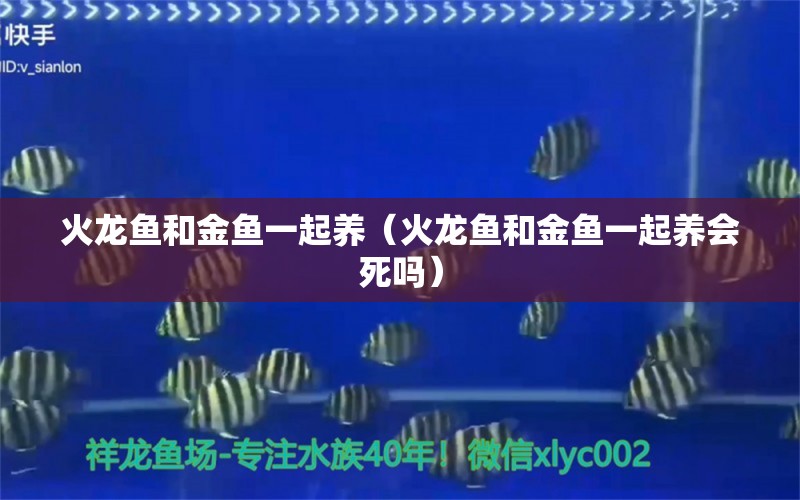 火龙鱼和金鱼一起养（火龙鱼和金鱼一起养会死吗）