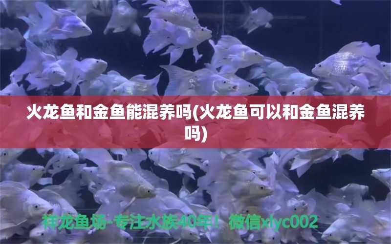 火龙鱼和金鱼能混养吗(火龙鱼可以和金鱼混养吗)