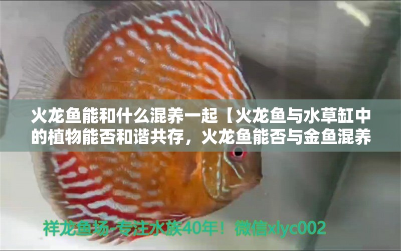 火龙鱼能和什么混养一起【火龙鱼与水草缸中的植物能否和谐共存，火龙鱼能否与金鱼混养】 水族问答 第1张