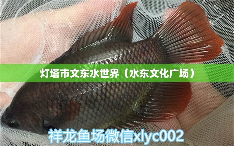 灯塔市文东水世界（水东文化广场） 全国水族馆企业名录