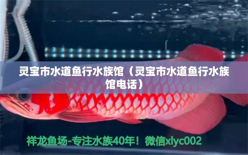 灵宝市水道鱼行水族馆（灵宝市水道鱼行水族馆电话） 全国水族馆企业名录