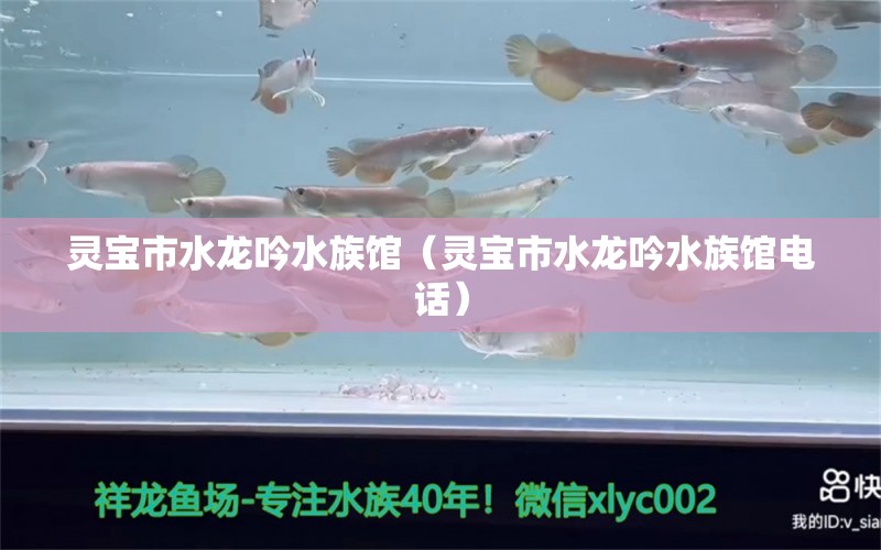 灵宝市水龙吟水族馆（灵宝市水龙吟水族馆电话）