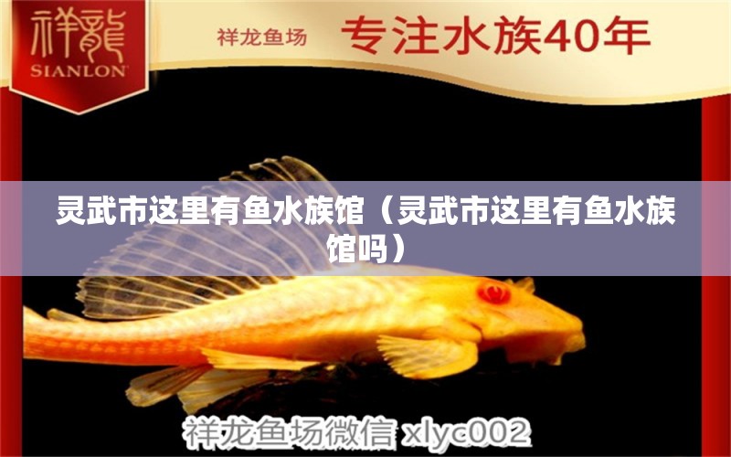 灵武市这里有鱼水族馆（灵武市这里有鱼水族馆吗）