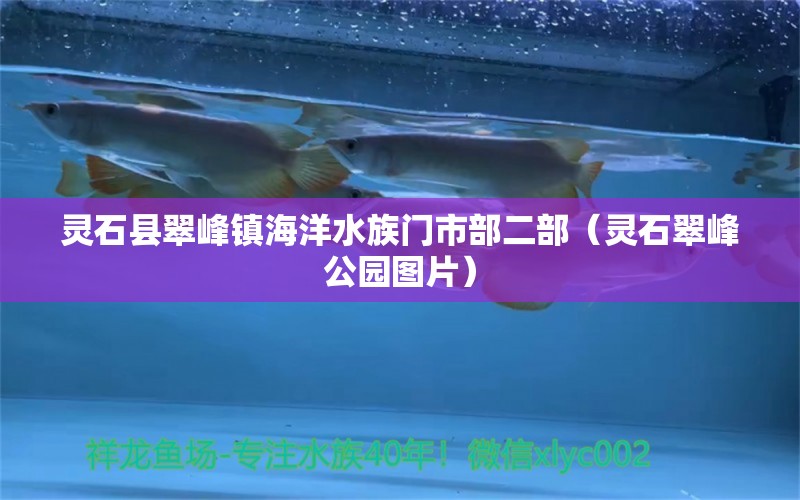 灵石县翠峰镇海洋水族门市部二部（灵石翠峰公园图片） 全国水族馆企业名录