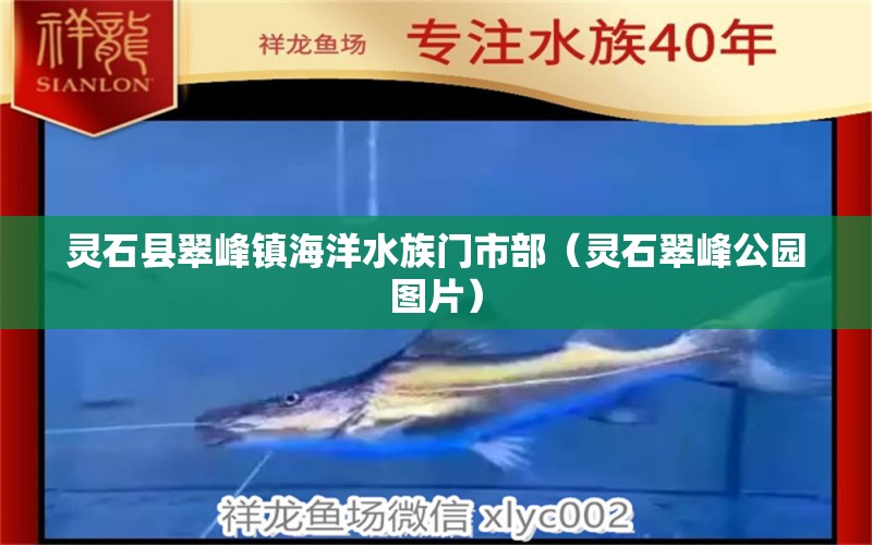 灵石县翠峰镇海洋水族门市部（灵石翠峰公园图片）