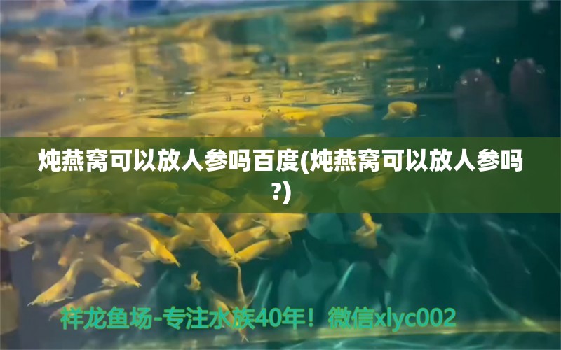 炖燕窝可以放人参吗百度(炖燕窝可以放人参吗?) 马来西亚燕窝 第1张