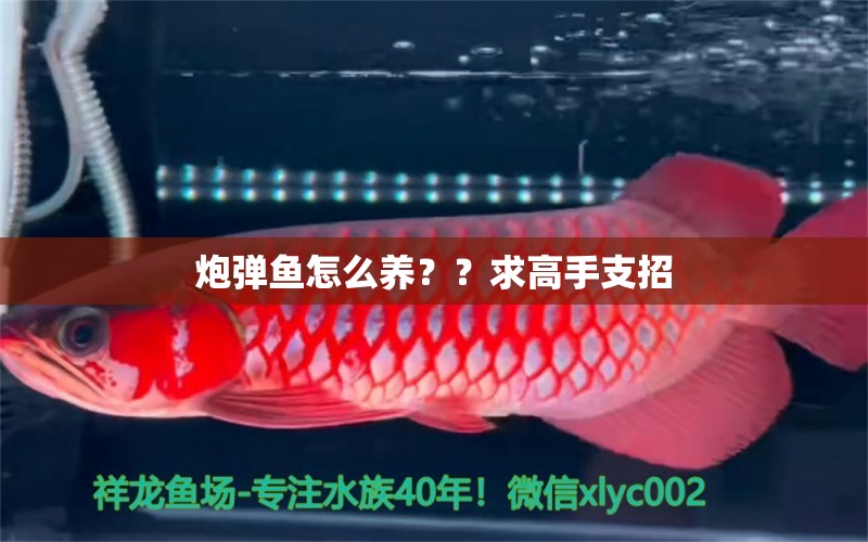 炮弹鱼怎么养？？求高手支招