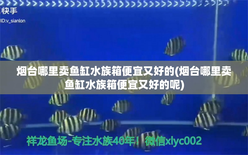 烟台哪里卖鱼缸水族箱便宜又好的(烟台哪里卖鱼缸水族箱便宜又好的呢) 鱼缸/水族箱 第1张