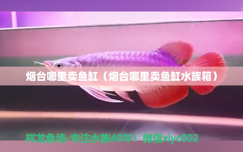 烟台哪里卖鱼缸（烟台哪里卖鱼缸水族箱） 鱼缸/水族箱