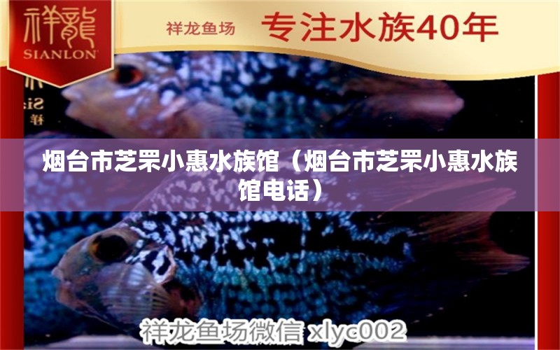 烟台市芝罘小惠水族馆（烟台市芝罘小惠水族馆电话）