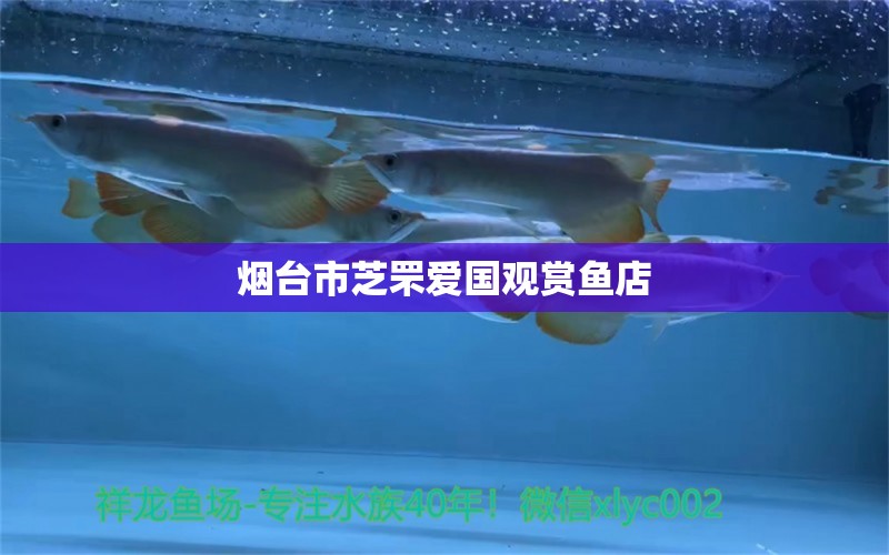 烟台市芝罘爱国观赏鱼店 全国水族馆企业名录