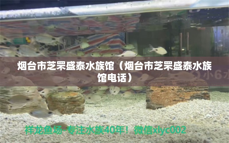 烟台市芝罘盛泰水族馆（烟台市芝罘盛泰水族馆电话）