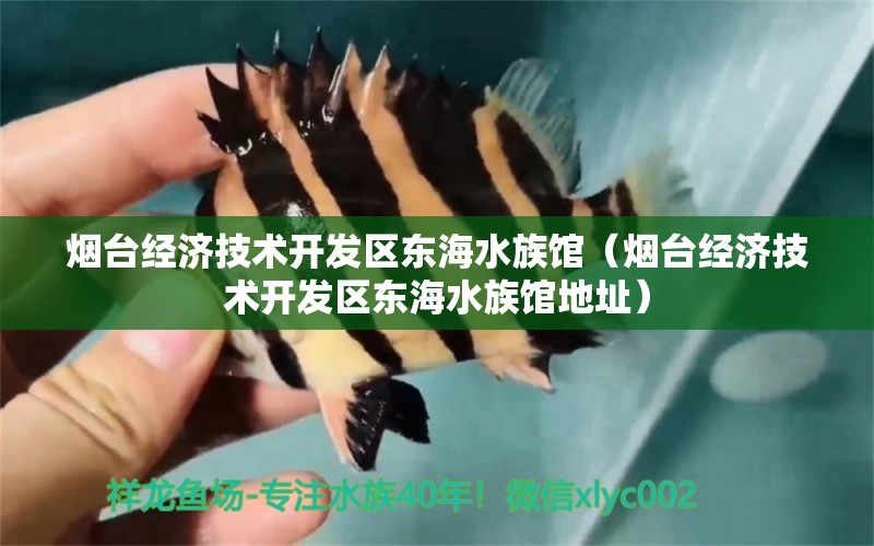 烟台经济技术开发区东海水族馆（烟台经济技术开发区东海水族馆地址）