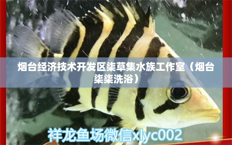 烟台经济技术开发区柒草集水族工作室（烟台柒柒洗浴）