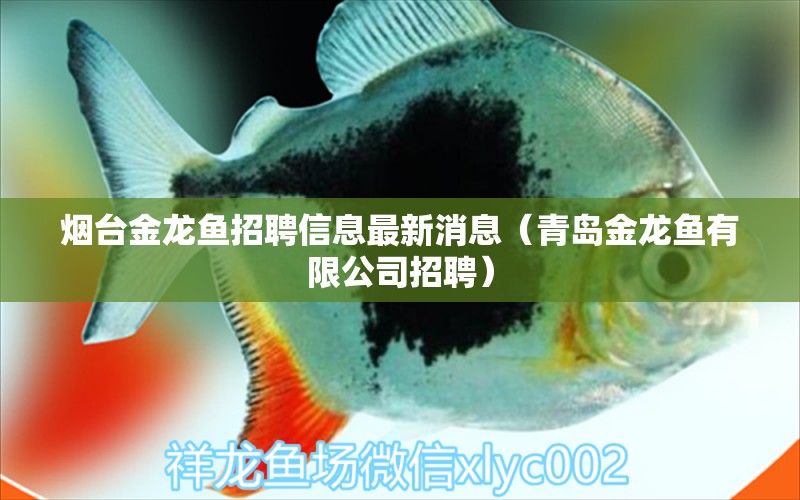 烟台金龙鱼招聘信息最新消息（青岛金龙鱼有限公司招聘） 图腾金龙鱼