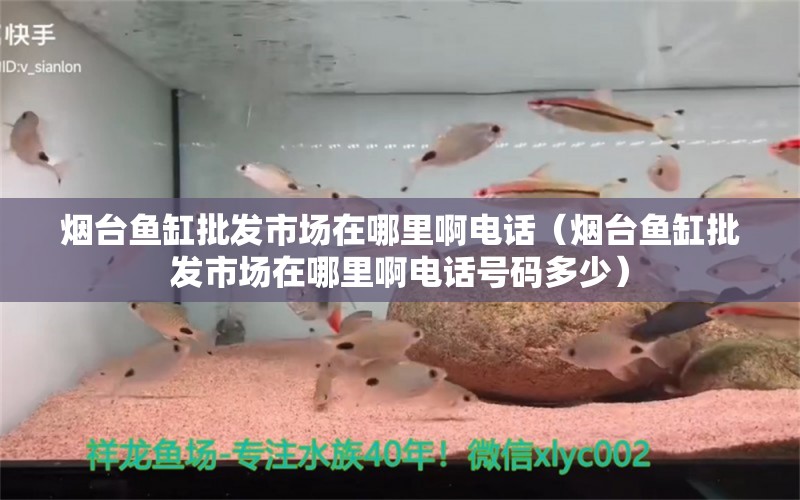 烟台鱼缸批发市场在哪里啊电话（烟台鱼缸批发市场在哪里啊电话号码多少） 广州观赏鱼批发市场