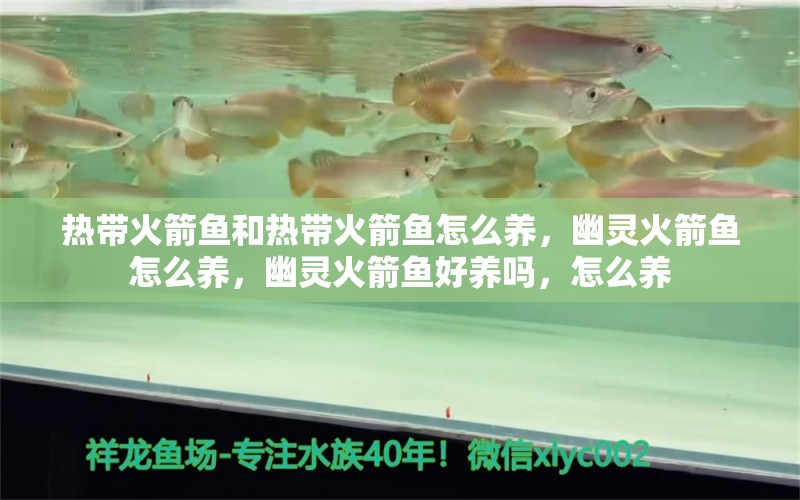 热带火箭鱼和热带火箭鱼怎么养，幽灵火箭鱼怎么养，幽灵火箭鱼好养吗，怎么养