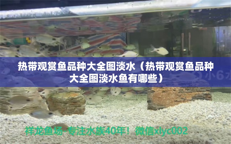 热带观赏鱼品种大全图淡水（热带观赏鱼品种大全图淡水鱼有哪些） 其他宠物 第1张