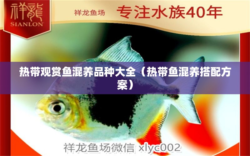 热带观赏鱼混养品种大全（热带鱼混养搭配方案） 广州祥龙国际水族贸易