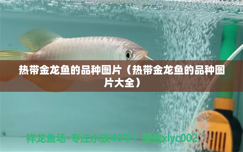 热带金龙鱼的品种图片（热带金龙鱼的品种图片大全） 广州龙鱼批发市场