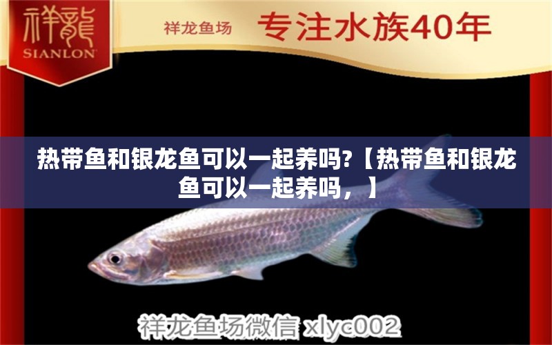 热带鱼和银龙鱼可以一起养吗?【热带鱼和银龙鱼可以一起养吗，】 水族问答 第1张