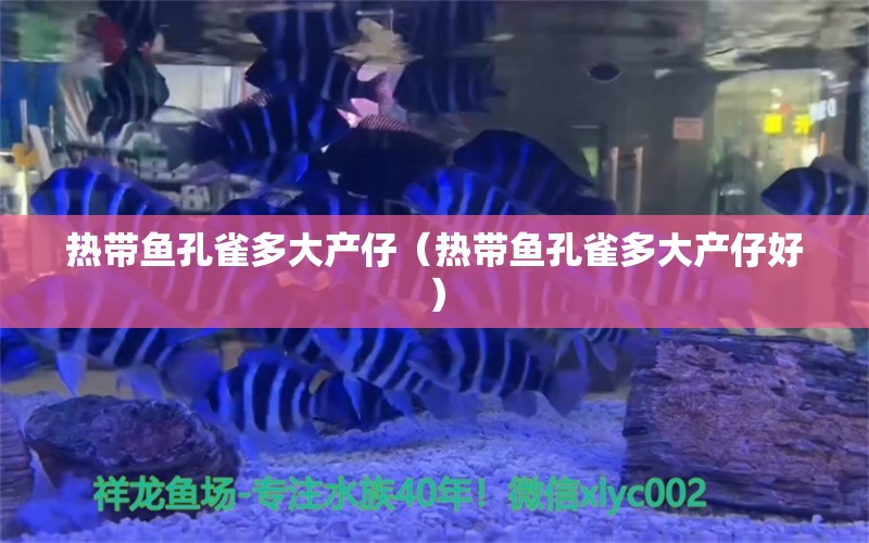 热带鱼孔雀多大产仔（热带鱼孔雀多大产仔好）