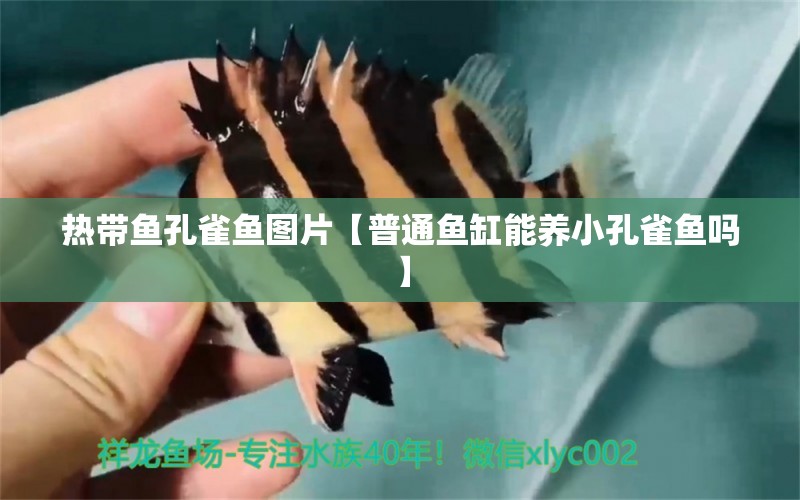 热带鱼孔雀鱼图片【普通鱼缸能养小孔雀鱼吗】