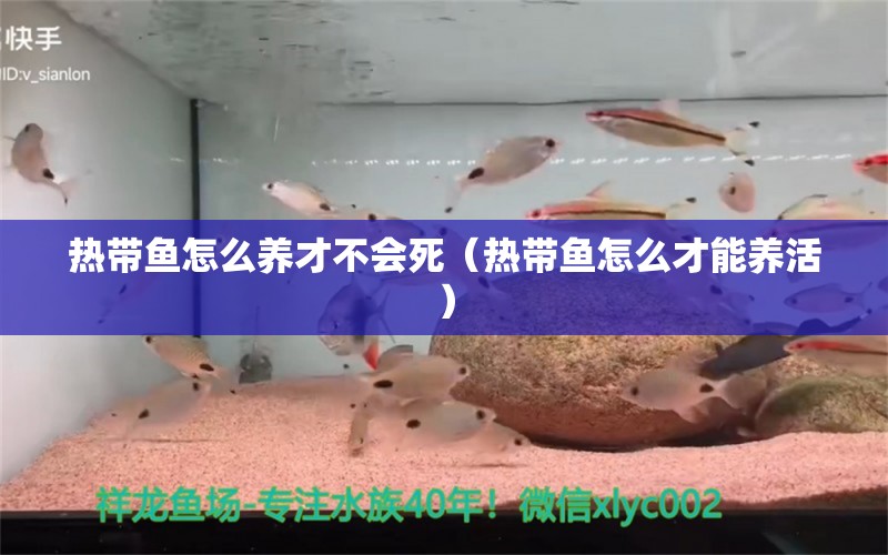 热带鱼怎么养才不会死（热带鱼怎么才能养活） 量子养鱼技术