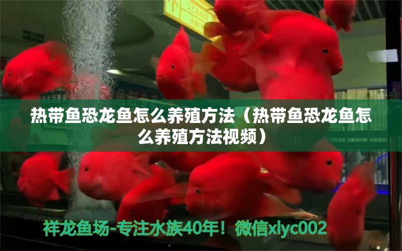 热带鱼恐龙鱼怎么养殖方法（热带鱼恐龙鱼怎么养殖方法视频）