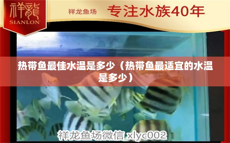 热带鱼最佳水温是多少（热带鱼最适宜的水温是多少） 斑马鸭嘴鱼 第1张