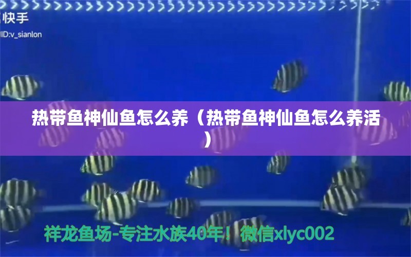 热带鱼神仙鱼怎么养（热带鱼神仙鱼怎么养活） 广州龙鱼批发市场