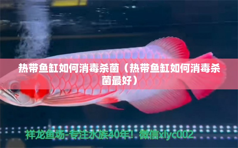 热带鱼缸如何消毒杀菌（热带鱼缸如何消毒杀菌最好） 广州观赏鱼批发市场