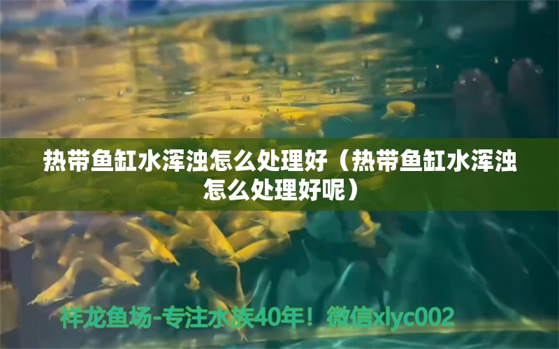 热带鱼缸水浑浊怎么处理好（热带鱼缸水浑浊怎么处理好呢） 祥龙水族医院